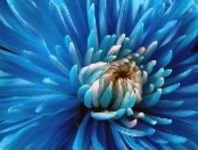 pic for Blue Flower